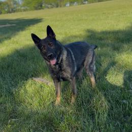 Enoch - German Shepherd