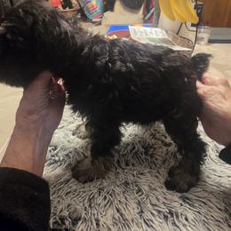 Miniature Schnauzer Puppies from Aljamar and suelen