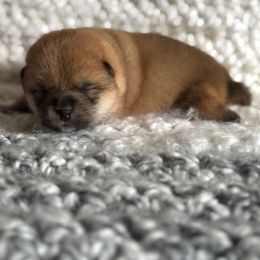 Trixie - Red female Shiba Inu puppy in Trenton, Nebraska from Prairie Shibas