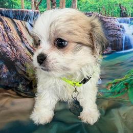 Angel - White female Maltipoo puppy in Chariton, Iowa from Mia Lucky Home
