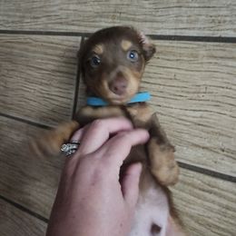 Dachshund Puppies from FureverFL