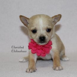 Princess - Cream female Chihuahua puppy in Willamina, Oregon from Cherished Chihuahuas