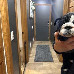 Opossum - Black tri-color female Bulldog puppy in Hastings, Minnesota from Spot On