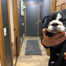 Opossum - Black tri-color female Bulldog puppy in Hastings, Minnesota from Spot On