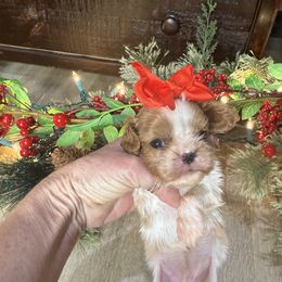 Poppy's Girl 1A - Blenheim female Cavalier King Charles Spaniel puppy in Loco, Oklahoma from Sweet Heart Cavaliers