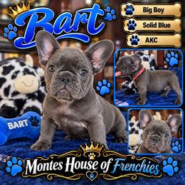 Bart - Blue male French Bulldog puppy in Avondale, Arizona from Montes House of  Frenchies