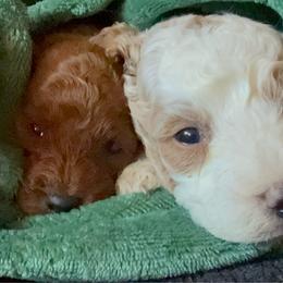 Tommy Pickles - Blenheim male Cavapoo puppy in Salem, Oregon from Oregon Poodle Oodle Doodles