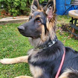 German Shepherds from Exodus German Shepherds
