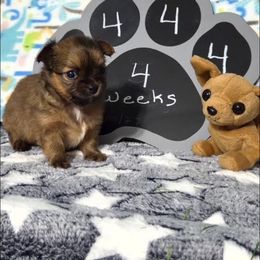 Rambo - Chocolate sabled fawn male Chihuahua puppy in Leesburg, Florida from Mystic Angels Chihuahuas