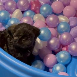 Shih Tzu Puppies from Shannon’s Sugar Sweet Shih Tzu’s