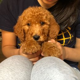 Goldendoodle Puppies from Idyllic Doodles