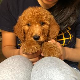Goldendoodle Puppies from Idyllic Doodles
