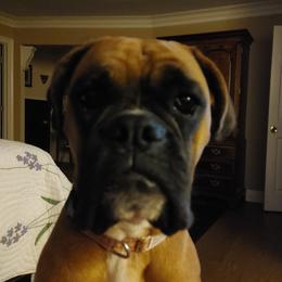 Missy - Boxer