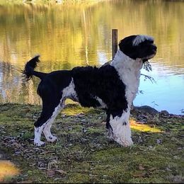 Lili - Portuguese Water Dog