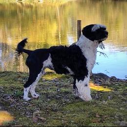 Lili - Portuguese Water Dog