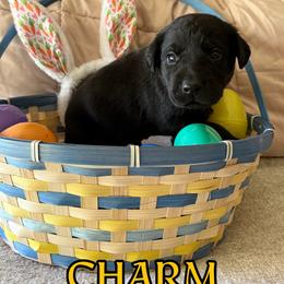 Charm - Black male Labrador Retriever puppy in Water Valley, Mississippi from Three Lakes Labs & WHDs