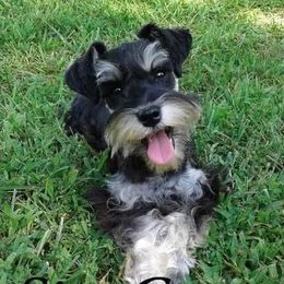 Cocoa - Miniature Schnauzer