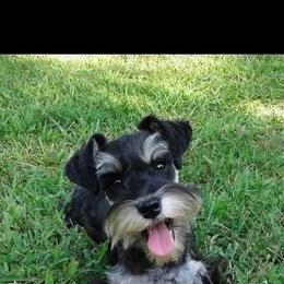 Cocoa - Miniature Schnauzer