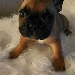 French Bulldog Puppies from Ma Chérie French Bulldogs