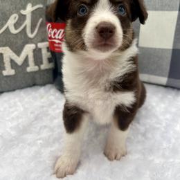 Miniature Australian Shepherd Puppies from B my Sunshines Mini Aussies