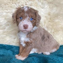 Jade - male Australian Mountain Doodle puppy in Port Orchard, Washington from Yukon Harbor Doodles