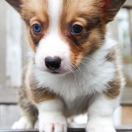 O'Malley - 1500 - Sable and white male American Corgi puppy in Star City, Arkansas from T4 Farms