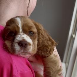 Companion Cross Puppies from Cavalier Cockers