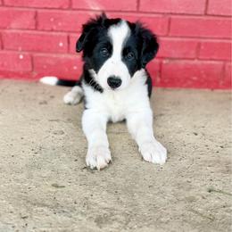Bronco - Black and white male Border Collie puppy in Owenton, Kentucky from Three16 Ranch