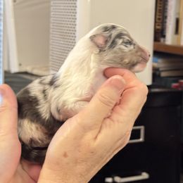Blue Merle (Black Split Face) - White blue merle and tan male Shetland Sheepdog puppy in Abilene, Texas from Double Dare Shelties