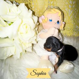 Sophia - Black and tan female Cavalier King Charles Spaniel puppy in Broken Arrow, Oklahoma from Cavalier King Charles Heartland
