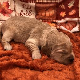 Yellow - Cream female Goldendoodle puppy in Medina, Ohio from Farmer Doodles