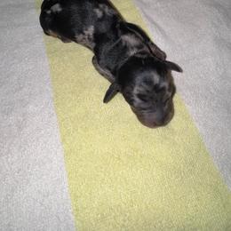 Bo Peep - Dapple female Dachshund puppy in Hilliard, Florida from Wiggle Weens