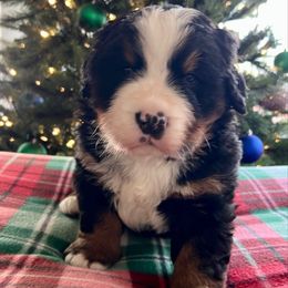 Duck - Black rust and white male Bernese Mountain Dog puppy in Fitzgerald, Georgia from Southern Charm Bernese