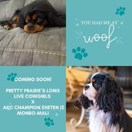 Cavalier King Charles Spaniel puppies from Pretty Prairie Cavaliers