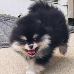 Female - Black and tan female Pomeranian puppy in Fayetteville, North Carolina from Tar-heel Poms