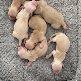 Dachshund puppies from Ana’s Beautiful Doxies