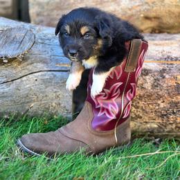 Salem - Black tri-color female Australian Shepherd puppy in Salem, Oregon from Steady Aim Aussies