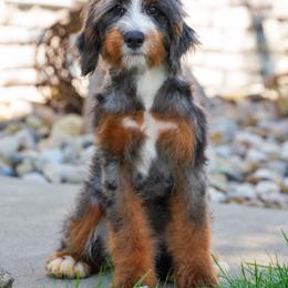 Silver (socialization program level 2 grad) - Blue merle male Bernedoodle puppy in Dundee, Ohio from Down Home Doodle