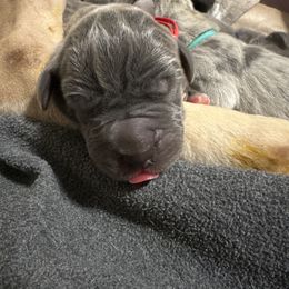 Hunter - Blue male Great Dane puppy in Gainesville, Georgia from DeBruce Danes