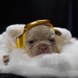 Black Collar (name pending) - Blue female French Bulldog puppy in Joliet, Illinois from MarvelousFrenchies