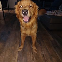 Ares - Golden Retriever