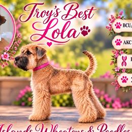 Lola - Soft Coated Wheaten Terrier
