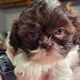Girl 1 - Liver and white female Shih Tzu puppy in Belleville, Michigan from Patricia's Heavenly Earth Angels