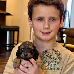 Harlan - Cream male Dachshund puppy in Hornbeck, Louisiana from A&Z Mini Dachshunds