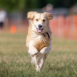 Titan - Golden Retriever