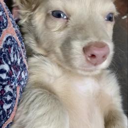 Dachshund Puppies from Meldox