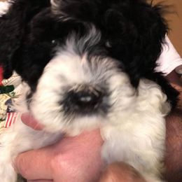 Portuguese Water Dog Puppies from Stacy's PWD Portuguese Water Dogs