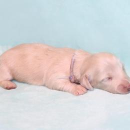 Macie 5000 - Cream female Dachshund puppy in Coldwater, Mississippi from Mississippi Shorties Miniature Dachshunds