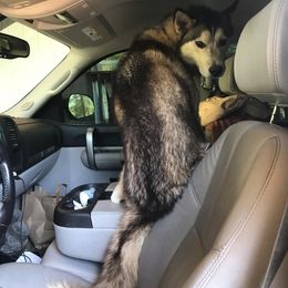 Siberian Huskies from Northern Echo Siberians