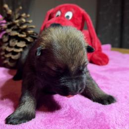 Girl 6 - Sable female German Shepherd puppy in Grantsville, Utah from Vom Haus Denfors K9 - Working German Shepherds